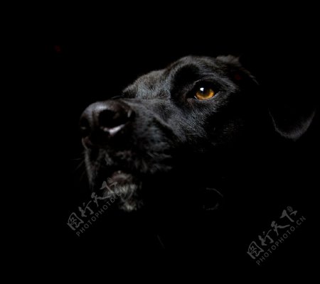 大黑狗图片