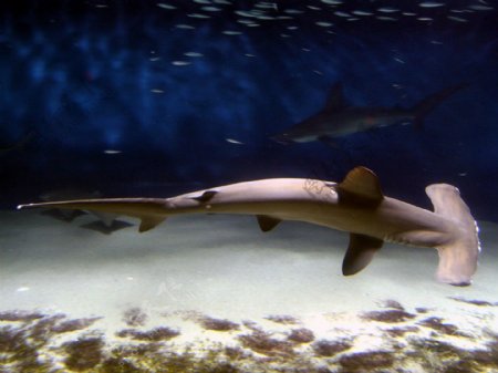 海底锤头鲨图片