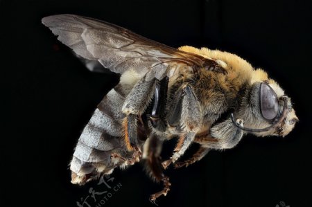 蜜蜂蜂王图片