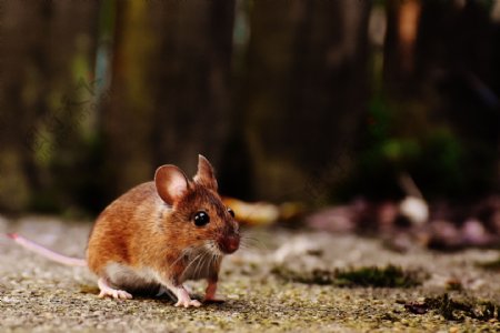 可爱小老鼠图片