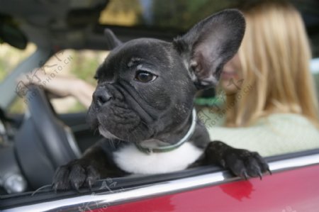 轿车里的可爱小狗