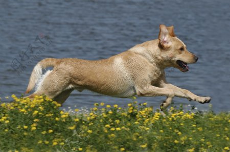 河边奔跑的狗