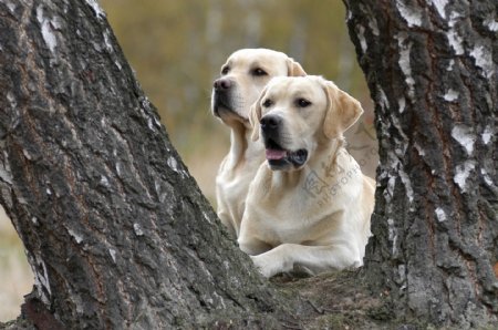 树叉中的两只狗
