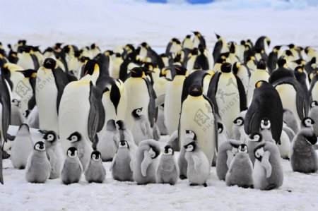 一群企鹅与幼小企鹅