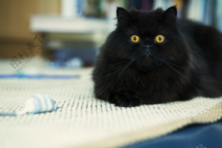 黑色宠物猫咪
