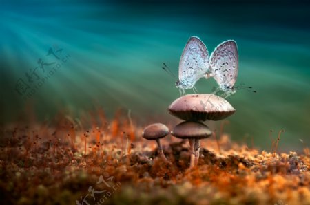 蘑菇上的飞蛾