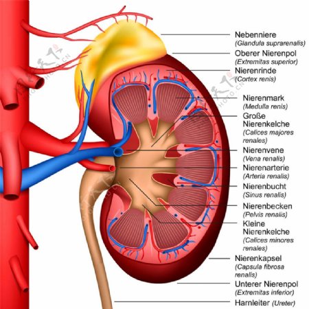 肾器官结构图片