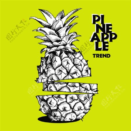 素描菠萝插图图片