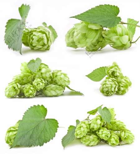 啤酒花和绿色树叶