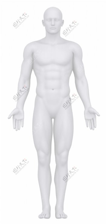 男性人体结构图片