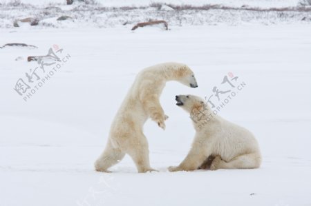 北极的北极熊王