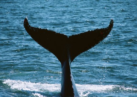 海洋动物鲸鱼海洋生物