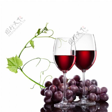 葡萄与葡萄酒