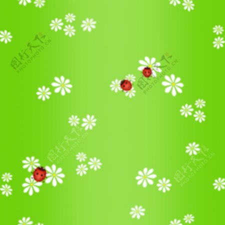 白色的雏菊和瓢虫在渐变的绿色背景
