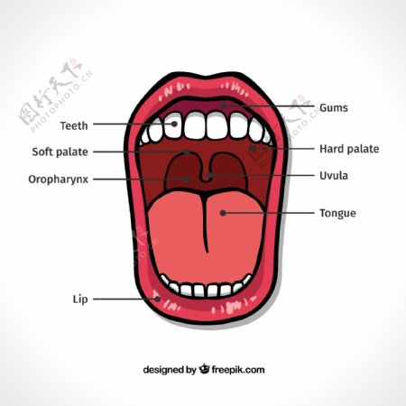 口腔结构