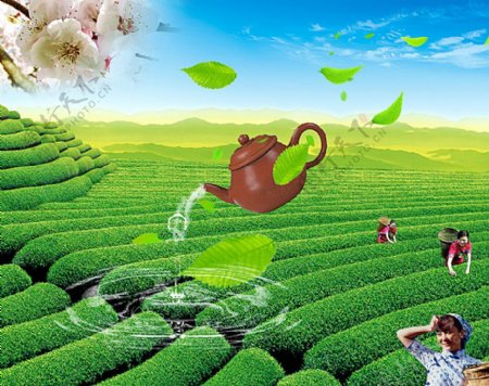 茶叶宣传广告背景图片