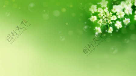 高清白色花朵绿色图案背景jpg素材