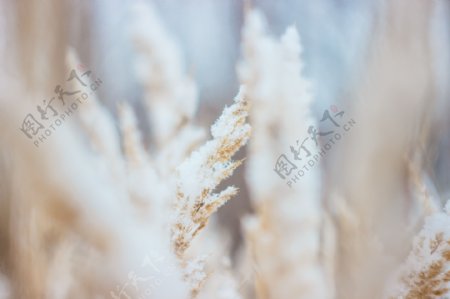 霜雪覆盖的麦穗图片