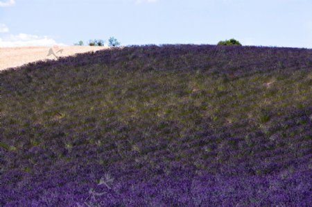 漫山的紫蓝色薰衣草图片图片