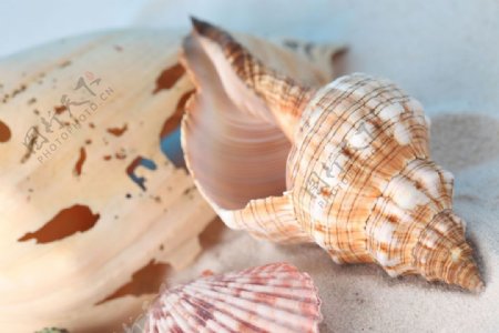 海螺和贝壳图片