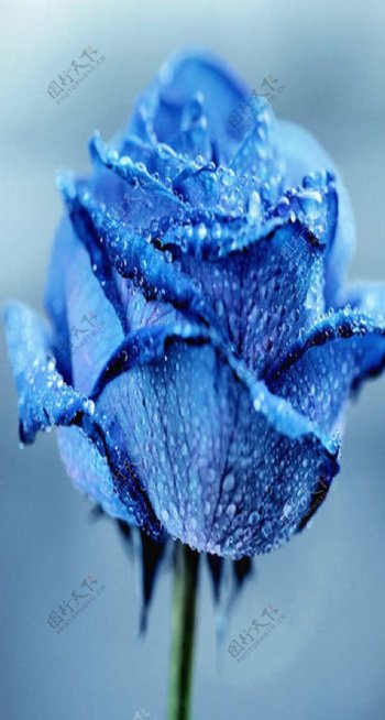 蓝色的玫瑰