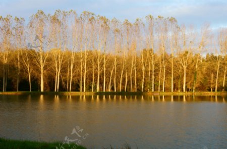 唯美秋天湖泊树林风景图片