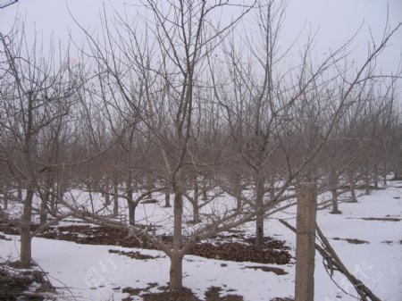 冬季日本苹果园图片