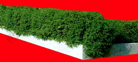灌木植物贴图素材建筑装饰JPG1869