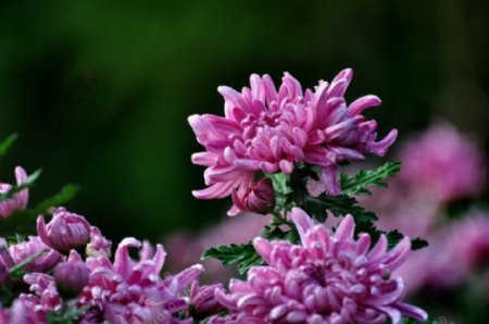 绽放紫色菊花摄影图片电商设计素材