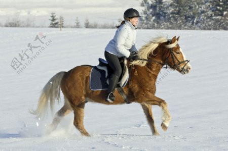 雪地上骑马的女孩图片