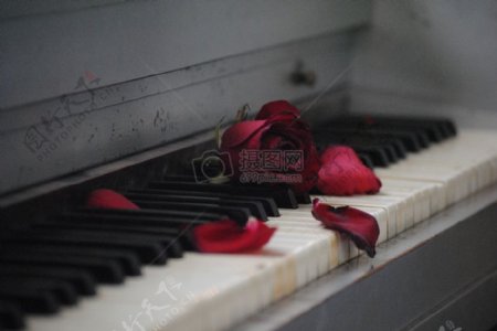 钢琴上雕谢的玫瑰