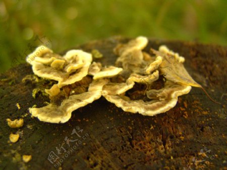 秋天树上的树菇图片