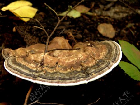 秋天蘑菇落叶图片