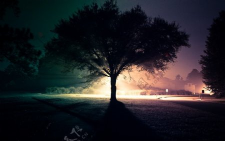 唯美的夜晚的树木风景图片