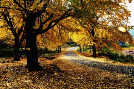 秋天小路风景图片