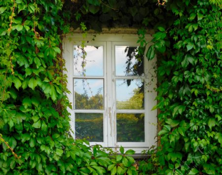 绿色藤蔓围绕窗户图片