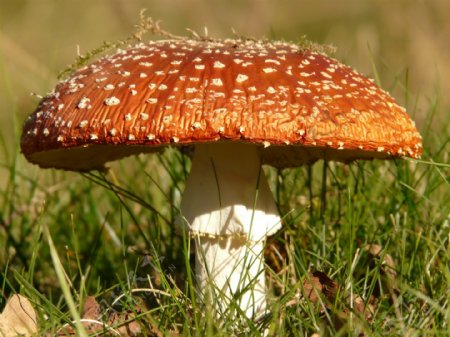 野生大蘑菇图片