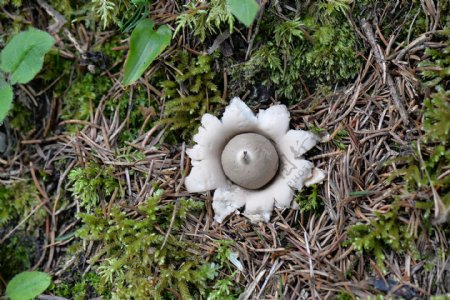 野生蘑菇高清图片