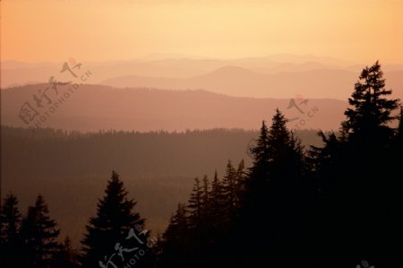 夕阳下的森林风景图片素材