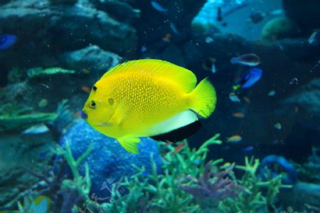 黄色海鱼