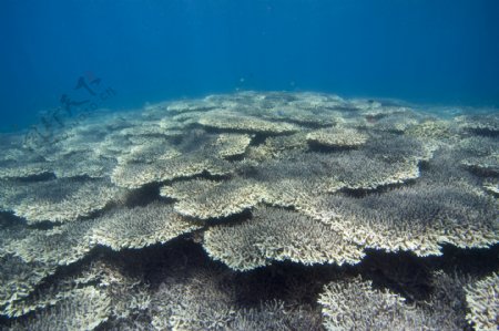 大片的珊瑚礁