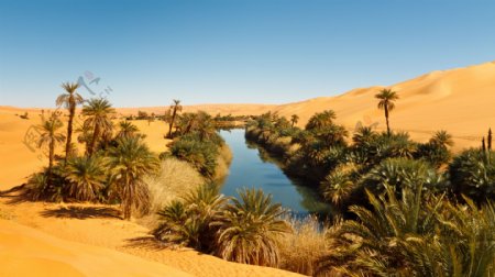 沙漠里的水渠与植物