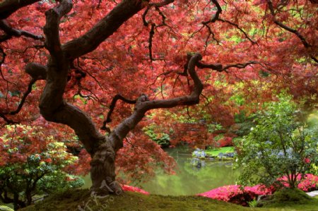 秋天树木风景摄影