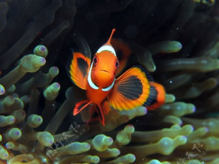 珊瑚里的小丑鱼