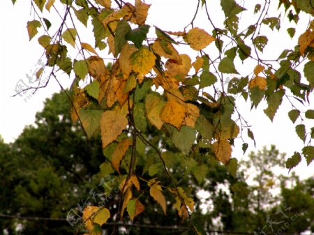 秋天树枝上的黄叶