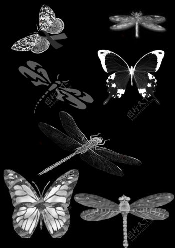 蝴蝶与蜻蜓笔刷图片