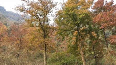 自然风景秋天枫树林图片