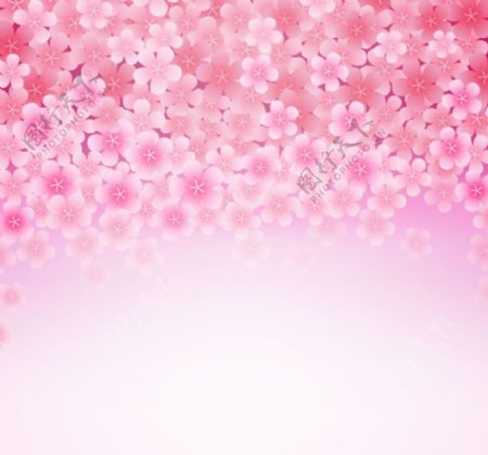 粉色樱花花朵背景矢量素材