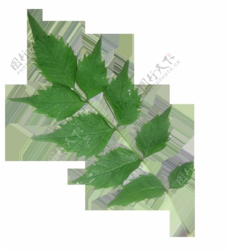 蕨类植物叶子树叶Photoshop笔刷素材