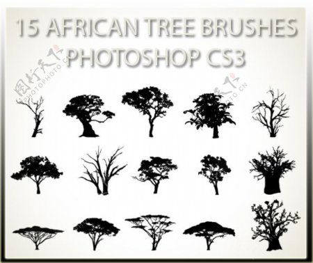 15种非洲树木笔刷下载